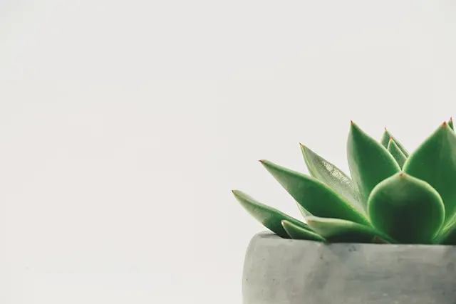 Comment Créer un Espace Zen chez Vous pour Réduire le Stress