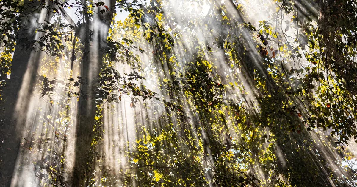 Comment la Nature Peut Aider à Réduire le Stress Efficacement