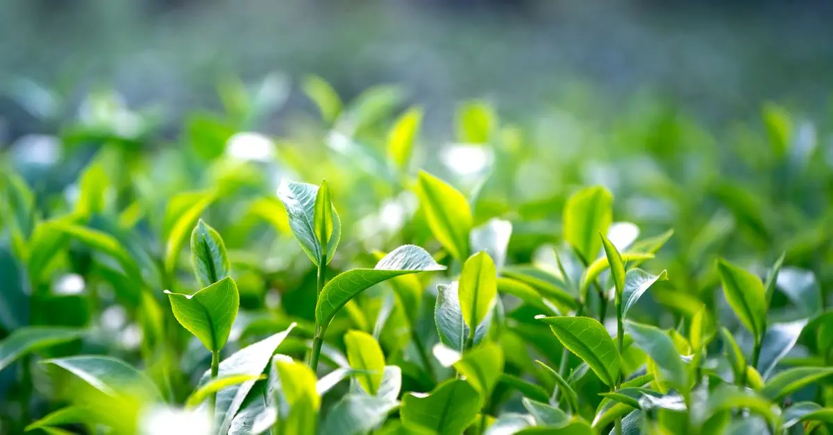 Les Bienfaits du Thé Vert Contre le Stress