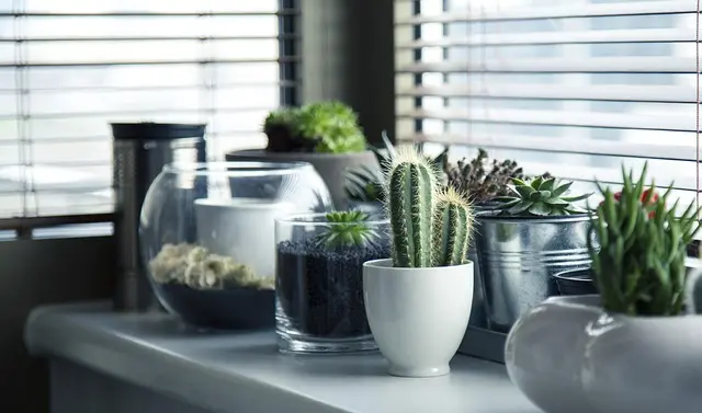 7 Plantes Anti Stress à Avoir chez Vous pour Détendre l'Esprit