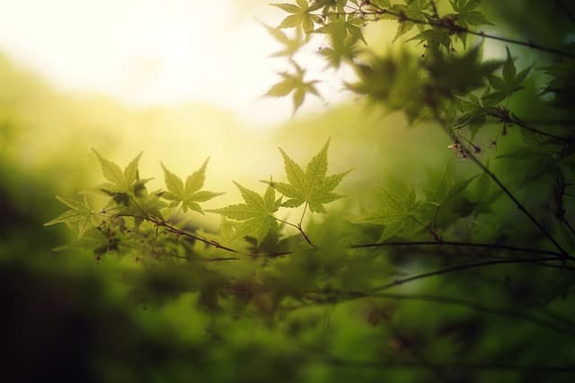 Comment Créer une Routine Anti Stress Efficace
